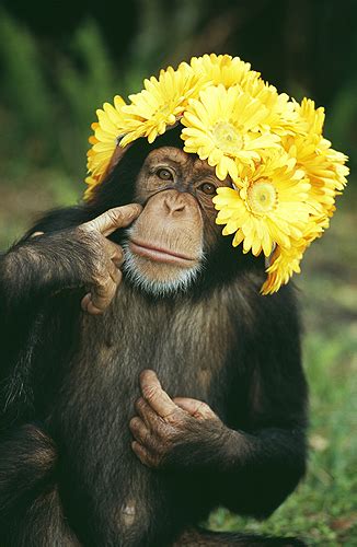 Flower Chimp .